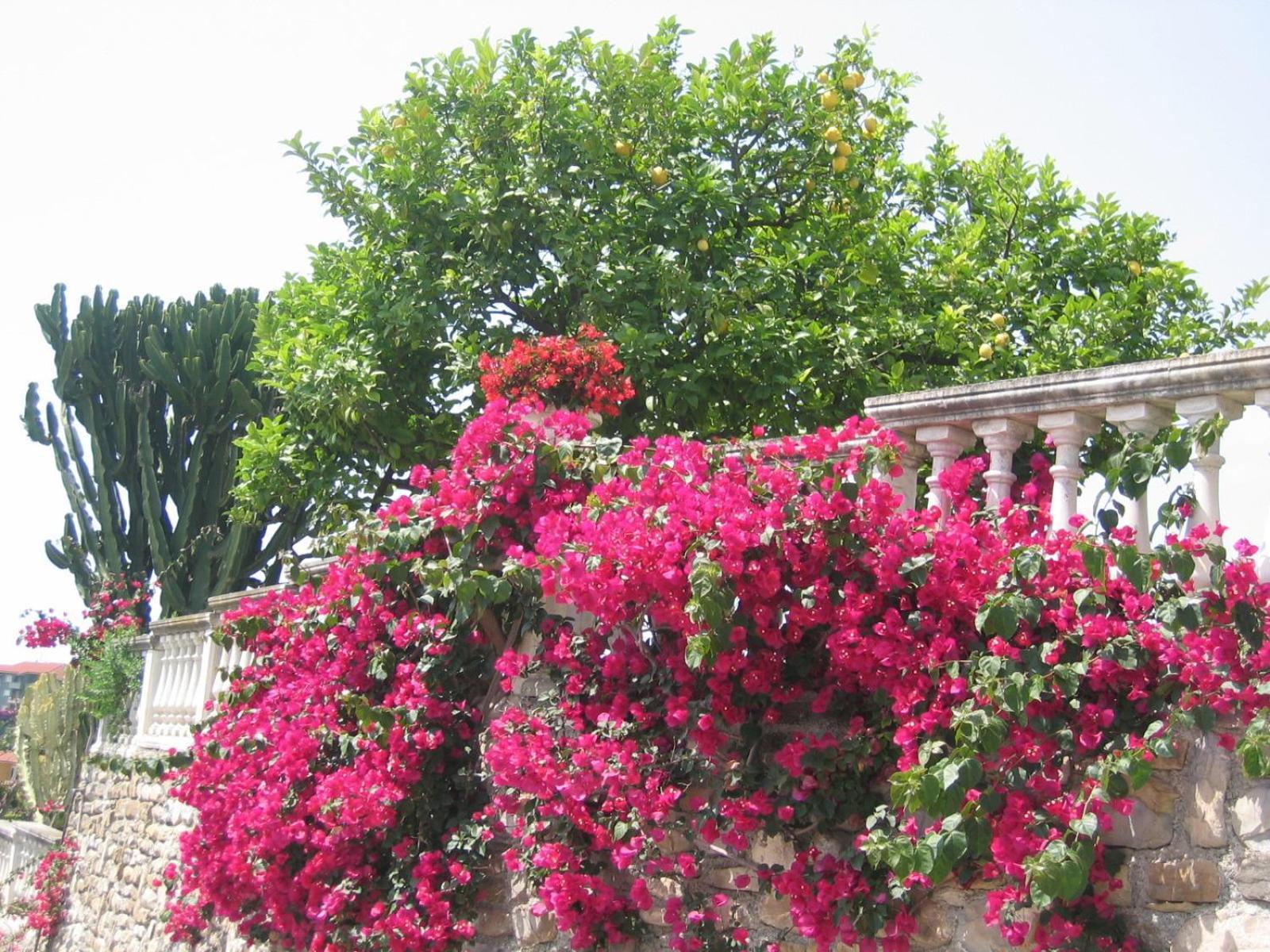 Ca Dei Conti Villa San Bartolomeo al Mare Szoba fotó
